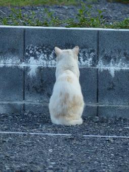 ネコe ネコeの写真