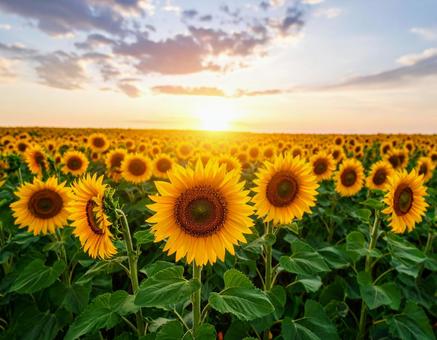 夕日のひまわり畑 夕日のひまわり畑の写真