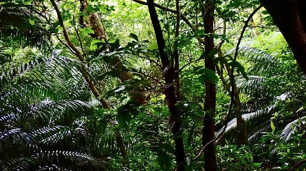 In the forest of Iriomote Island, Yaeyama Islands, Okinawa Prefecture, JPG