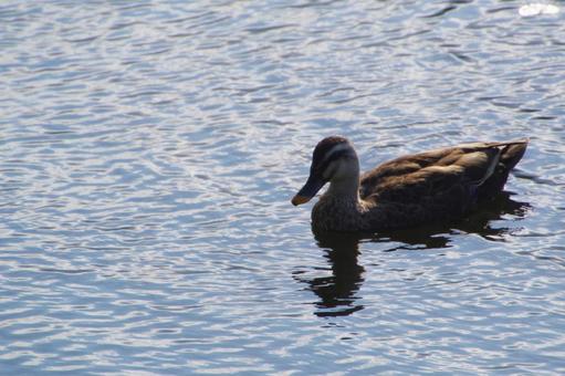 カモ カモ,一羽,スペースの写真素材