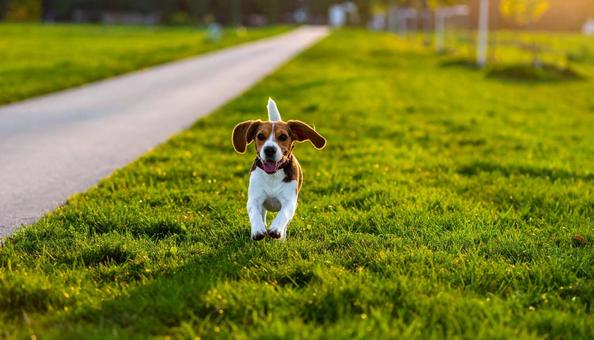 全力疾走する犬 全力疾走する犬の写真