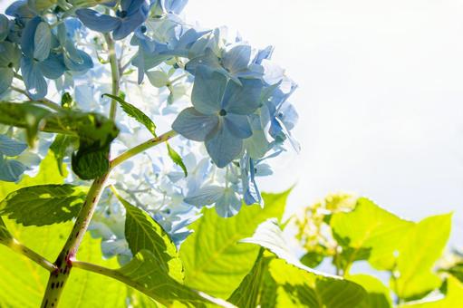 爽やかな青の紫陽花 爽やかな青の紫陽花の写真