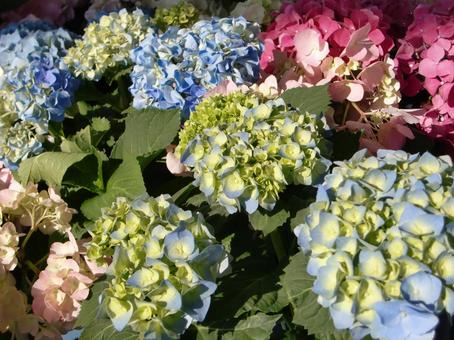 アジサイ-1 アジサイ,花,紫の写真素材