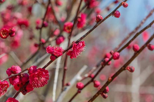 紅梅が咲き誇る春の枝先 紅梅が咲き誇る春の枝先の写真