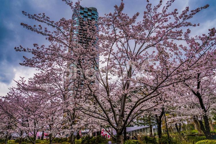 曇天の空と六本木の満開桜 サクラ,桜,六本木の写真素材