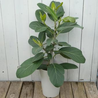 ゴムの木 ベンガルゴムの鉢植え ゴムの木 ベンガルゴムの鉢植えの写真