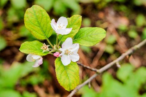 リンゴの花の写真