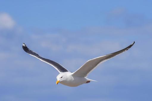 ウミネコ ウミネコの写真