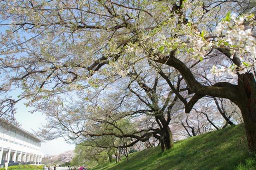 春の新緑の写真