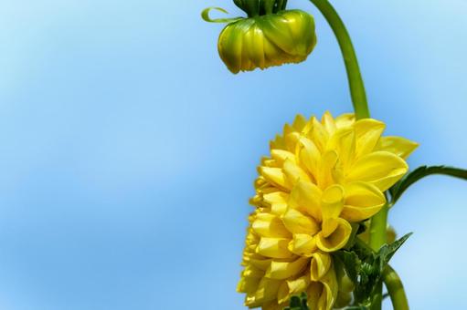 青空と黄色いダリア ダリア,花,黄色の写真素材