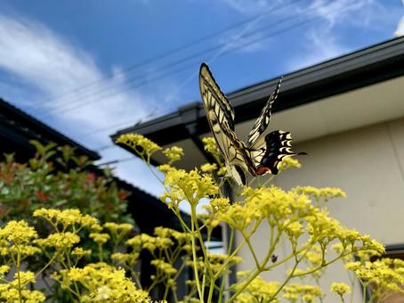 オミナエシの花壇に訪れたナミアゲハ オミナエシの花壇に訪れたナミアゲハ 植物,花,オミナエシの写真素材