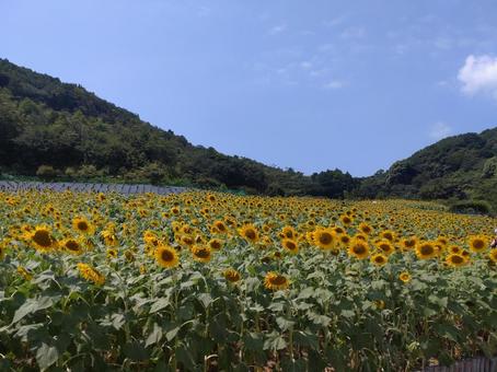 ひまわり畑 ひまわり畑 向日葵,ヒマワリ畑,夏の写真素材