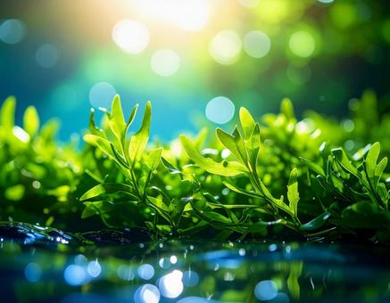 幻想的なわかめ 幻想的なわかめの写真