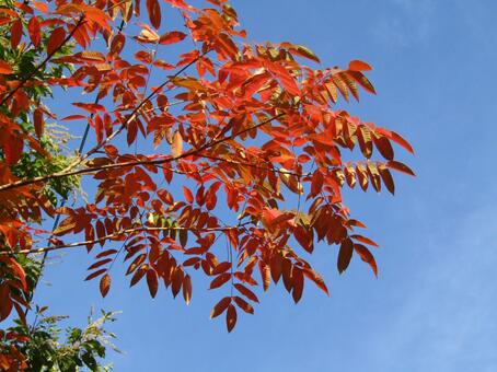 紅葉 秋,美しい,モミジの写真素材