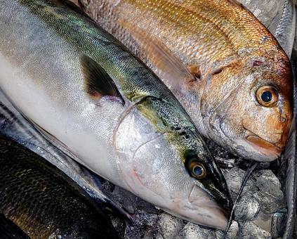 ハマチと鯛 魚,鮮魚,はまちの写真素材