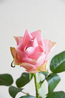 ピンクのばら ピンク,ばら,薔薇の写真素材