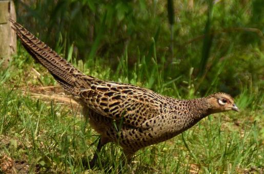 キジ3 生物,鳥,キジの写真素材
