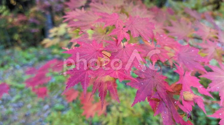 染まりゆくモミジ もみじ,紅葉,秋の写真素材