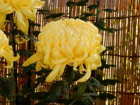 【風景写真】福山菊花展覧会の風景 キク,菊,菊花展の写真素材