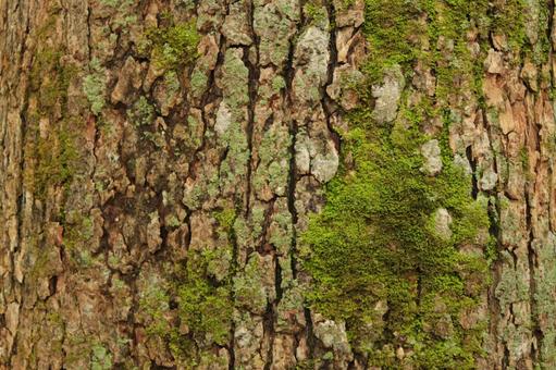 木の幹の拡大写真7 木,木目,木肌の写真素材