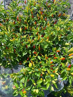 Tabasco　pepper タバスコ,ペッパー,トウガラシの写真素材