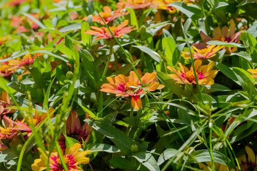 ジニアの花にとまるバッタ ジニアの花にとまるバッタの写真