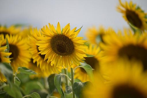 夏といえば3 夏といえば3 ひまわり,十万本,夏の風物詩の写真素材
