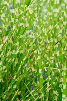 Miscanthus var. albicans ⑴, JPG Miscanthus var. albicans ⑴, JPG