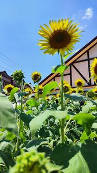 夏を抱きしめる花畑 夏を抱きしめる花畑の写真