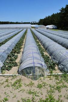 ビニールトンネル栽培 ビニールトンネル栽培,ビニールトンネル,農業用ビニールトンネルの写真素材