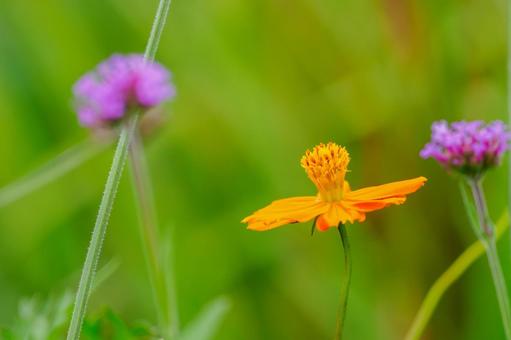 Yellow Cosmos ⒅, JPG