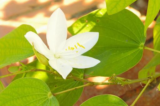 ソシンカの白い花　ネパール ソシンカ,ネパール,グリーンの写真素材