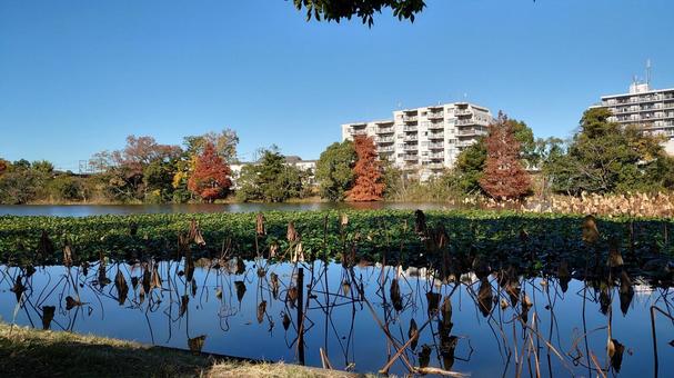秋の公園の風景 秋の公園の風景 池,公園,秋の写真素材