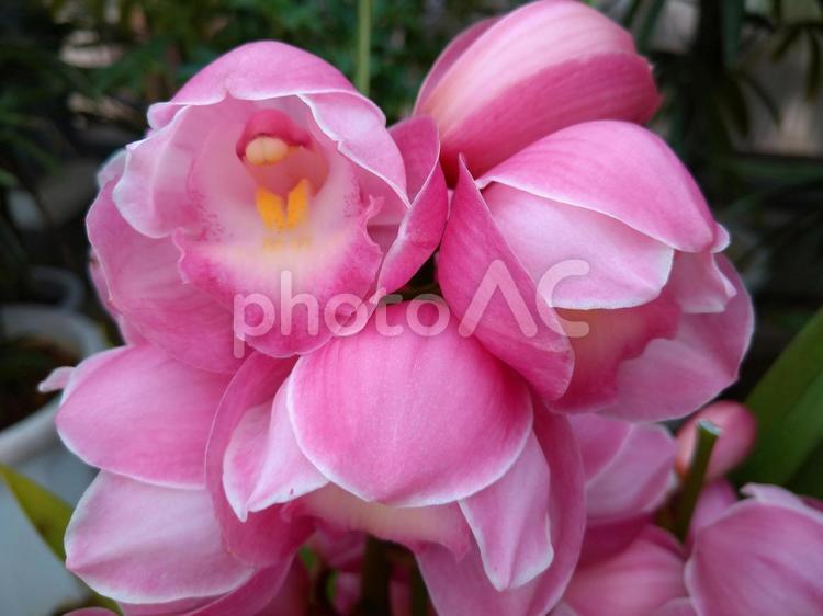 まるくて可愛いシンビジュームの花 シンビジューム,花,はなの写真素材