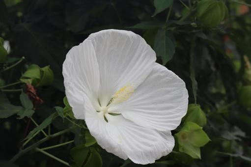 白い花びらの大きなタイタンビカスの花 白い花びらの大きなタイタンビカスの花の写真