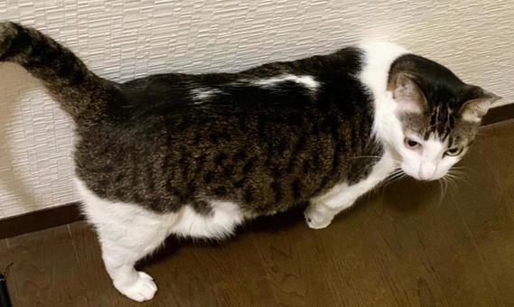 上から見たキジ白猫様 上から見たキジ白猫様 猫,キジ白,微睡むの写真素材