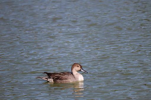 青い水面の川を泳ぐカモ 青い,水面,川の写真素材