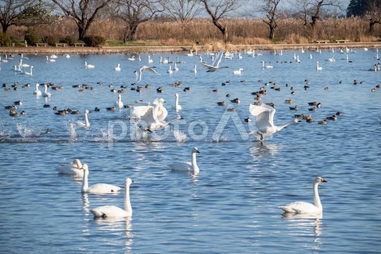 ハクチョウとカモと瓢湖 コハクチョウ,羽ばたき,渡り鳥の写真素材