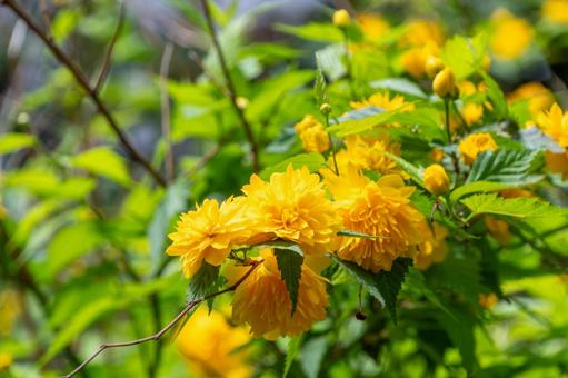 光あふれるヤマブキの花 光あふれるヤマブキの花の写真