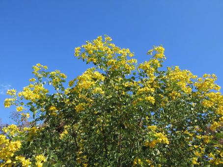 ナンバンサイカチ  ０１ ナンバンサイカチ,ゴールデンシャワー,花の写真素材