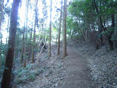 登山道 登山道の写真