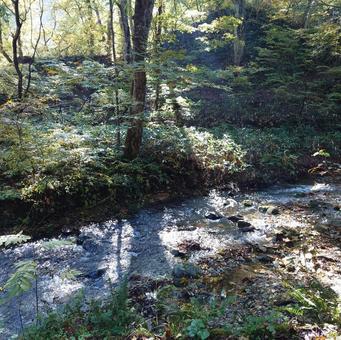 山の小川 山,小川,山の中の写真素材