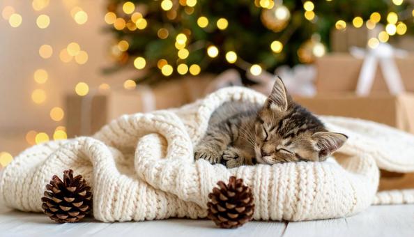 毛布の上で丸くなって眠る子猫の写真