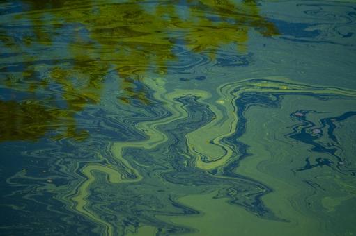 大沼公園、水が描く抽象 大沼公園、水が描く抽象 大沼公園,大沼,緑の写真素材