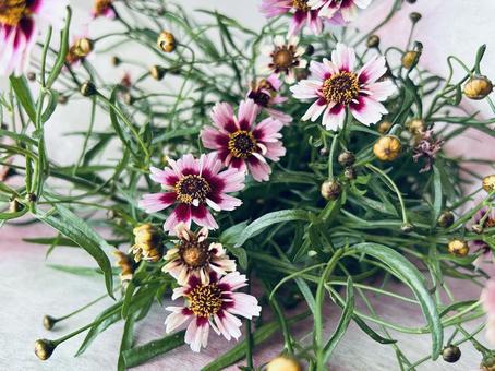 Coreopsis, JPG Coreopsis, JPG