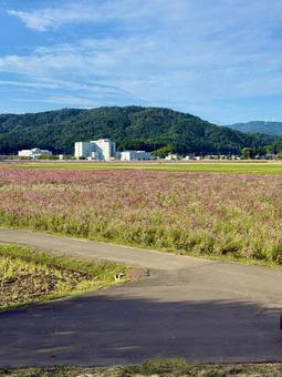 福井県 曇り空と宮ノ下コスモス公苑 福井県 曇り空と宮ノ下コスモス公苑 コスモス,福井県,宮ノ下コスモス公苑の写真素材