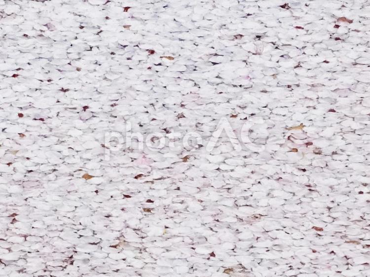 桜のじゅうたん 桜,さくら,サクラの写真素材