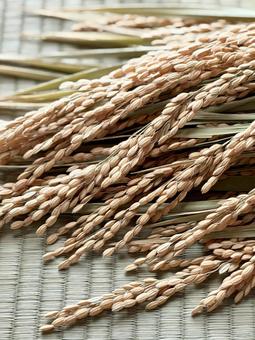 稲穂　畳背景　縦 稲,米,稲穂の写真素材