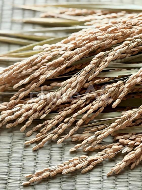 稲穂　畳背景　縦 稲,米,稲穂の写真素材