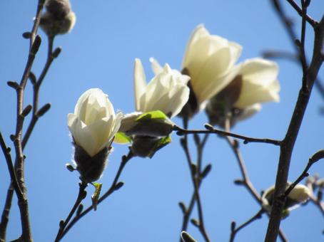 モクレンの写真